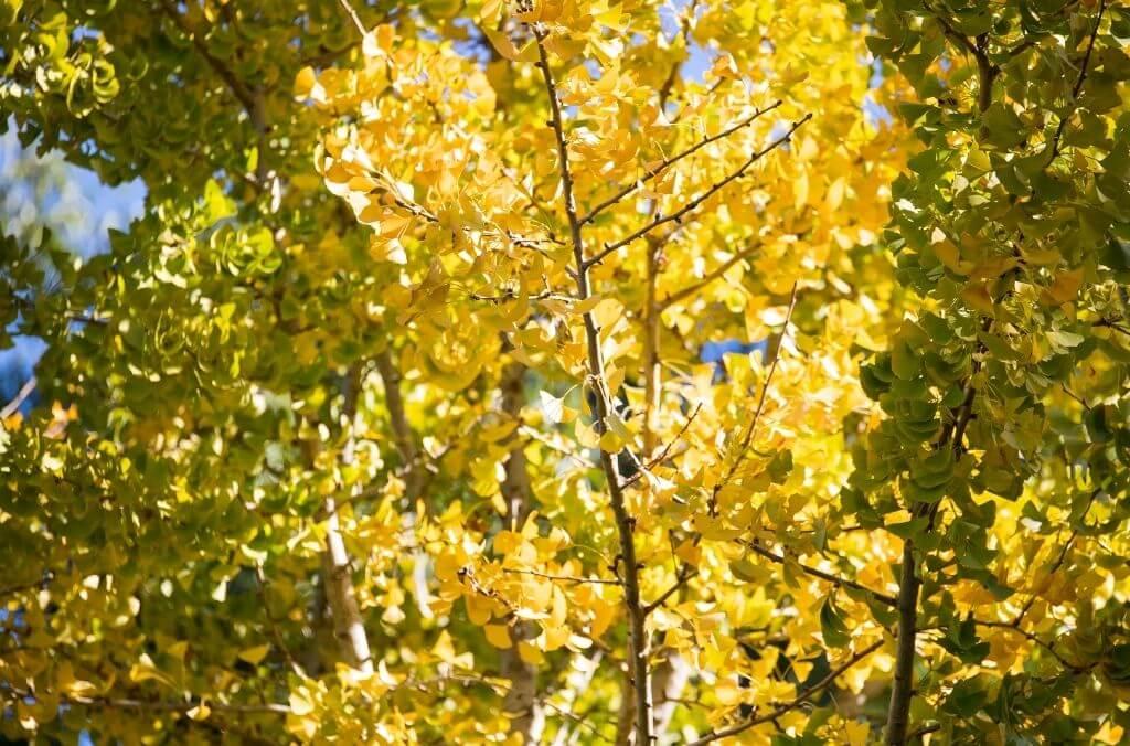Yellow fan-shaped leaves of Gingko biloba