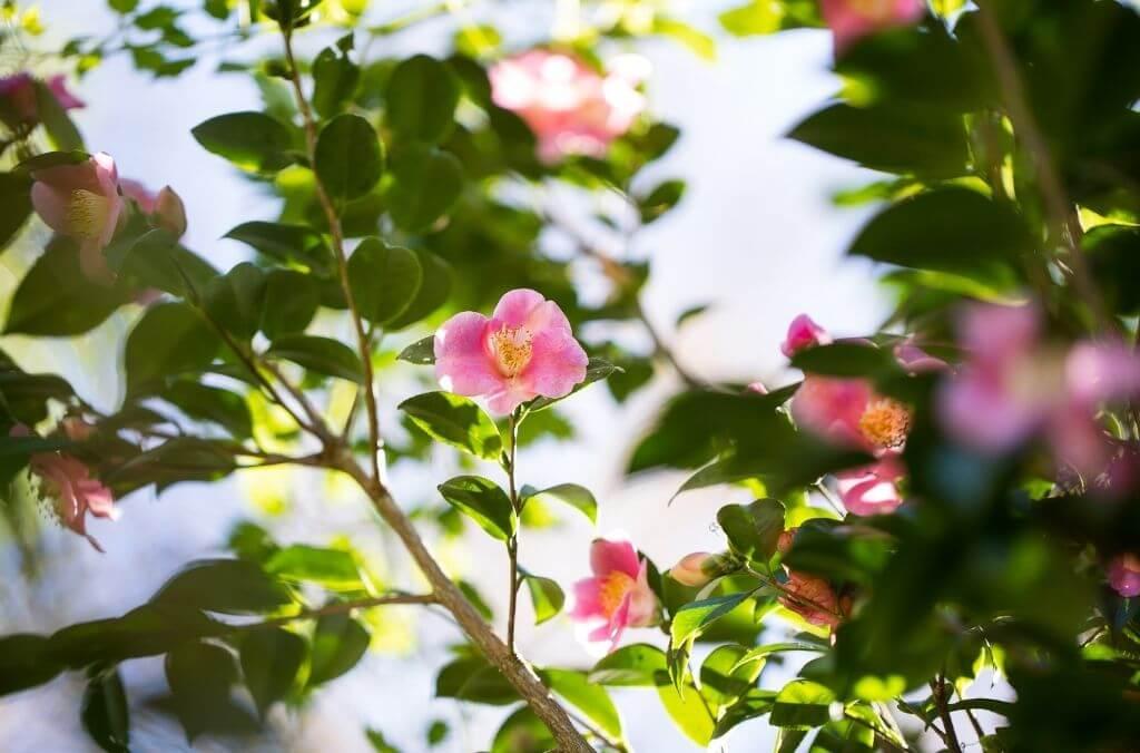 Camellia tree in bloom