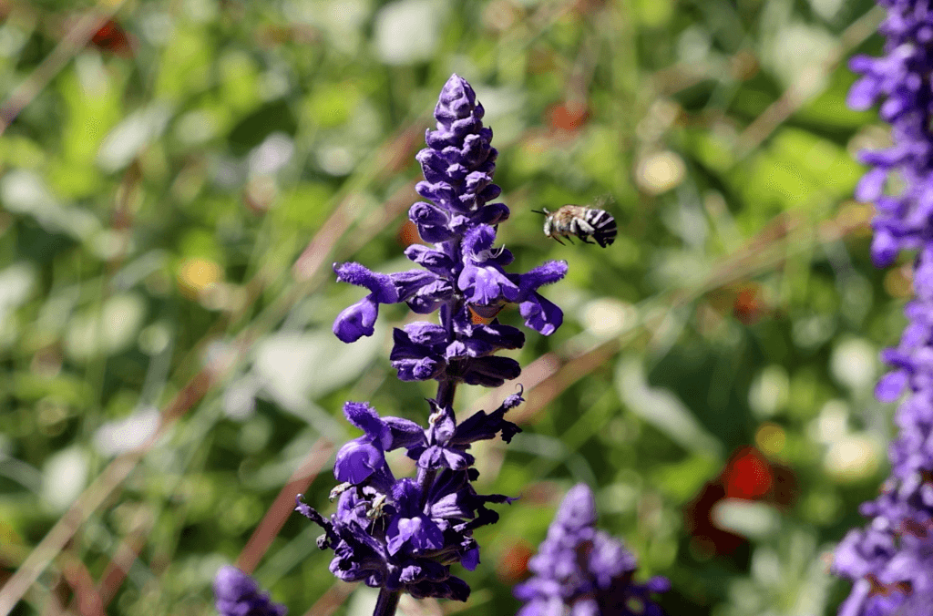 A bee buzzing near a purple flower