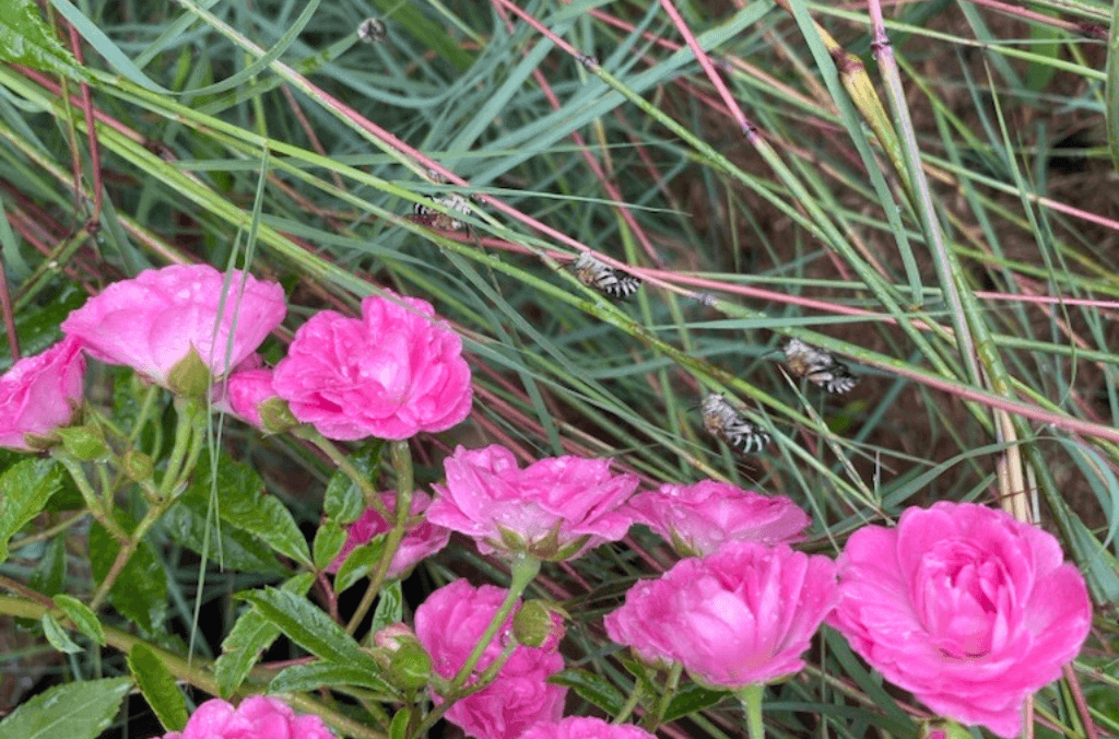 Blue banded bees sleeping on grass stalks in the native wildflower meadow