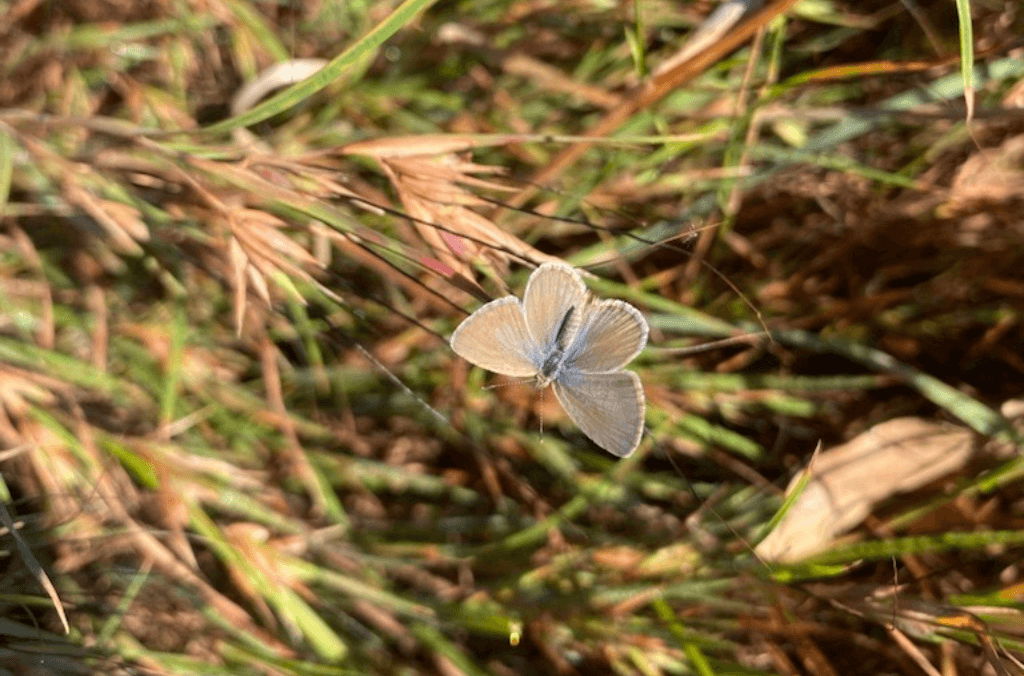 butterfly on a grass stalk 