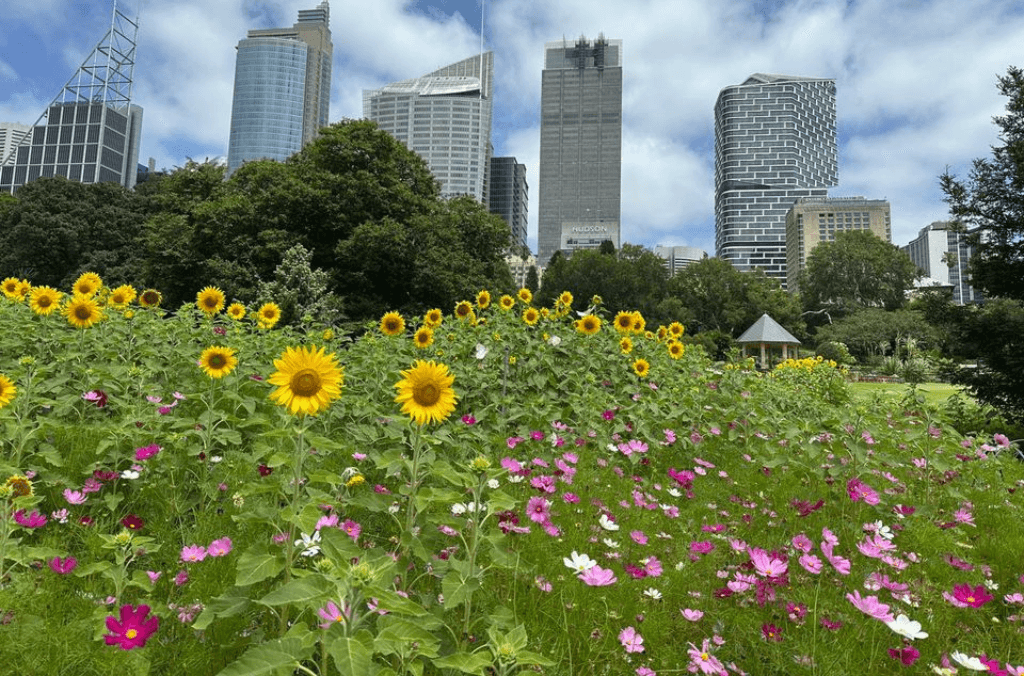 Sunflowers and pink flowers in green grasses against a skyline