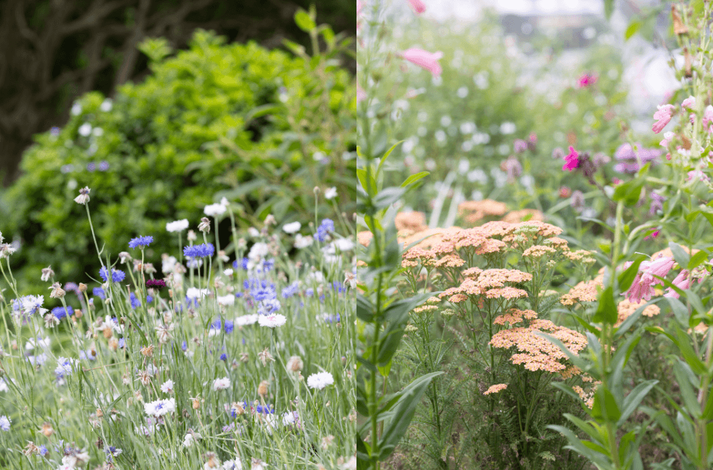 Colourful flowers in green grasses