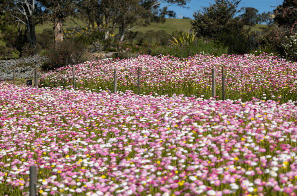 Pink and white paper daises in a field 
