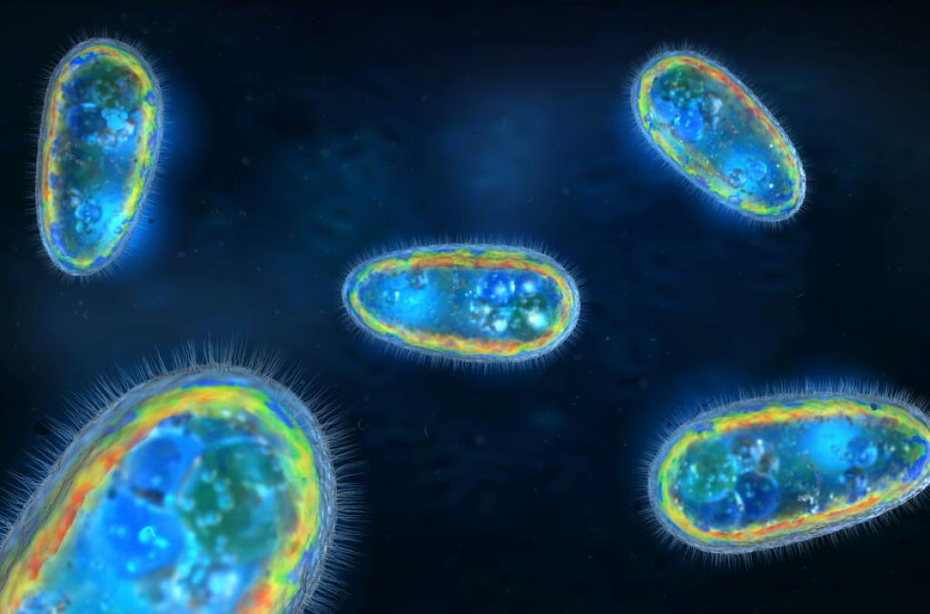 microscopic protezoa