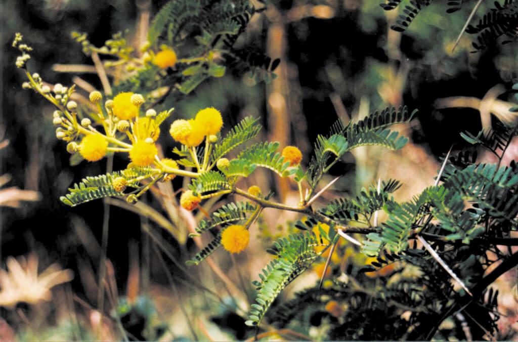 science-acacia-karroo-1024x676.jpg