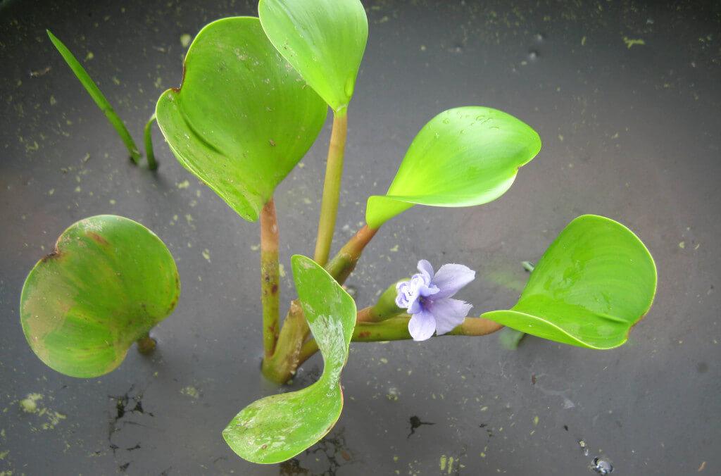 science-eichhornia-azurea-1024x676.jpg