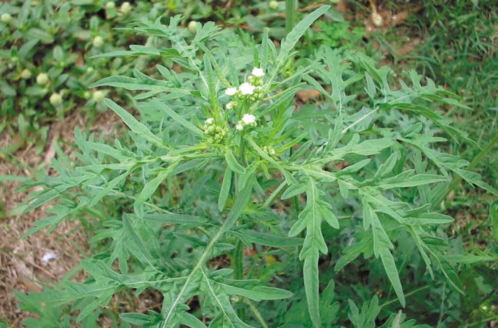 science-parthenium-hysterophorus-weed-1024x676.jpg