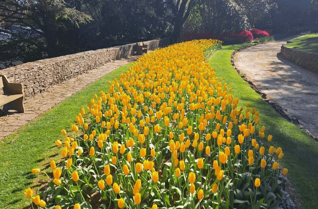 A bed of flowering yellow tulips at Everglades House & Garden.
