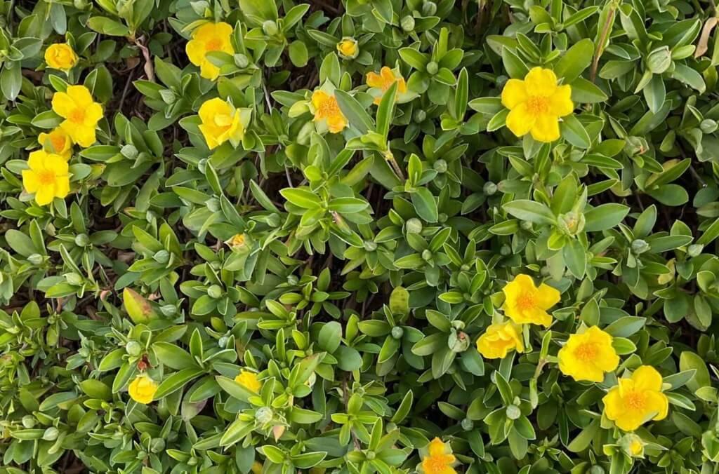 yellow flowers on lush green creeping bush
