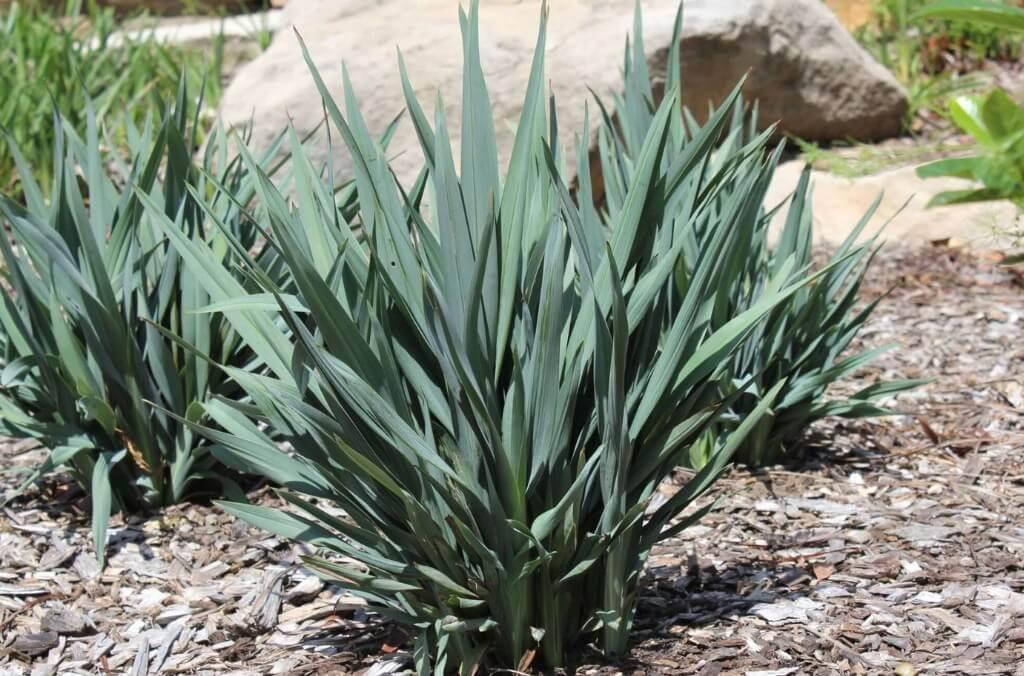 Spiky, blue-tinged plant