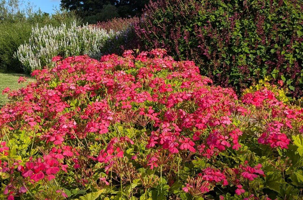 A medium shrub with hot pink flowers - Pelargonium Candy Queen