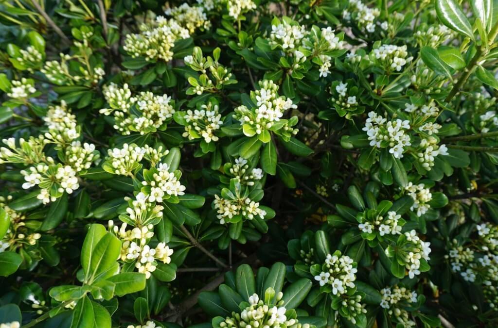 Green glossy bush with profuse cream flowers