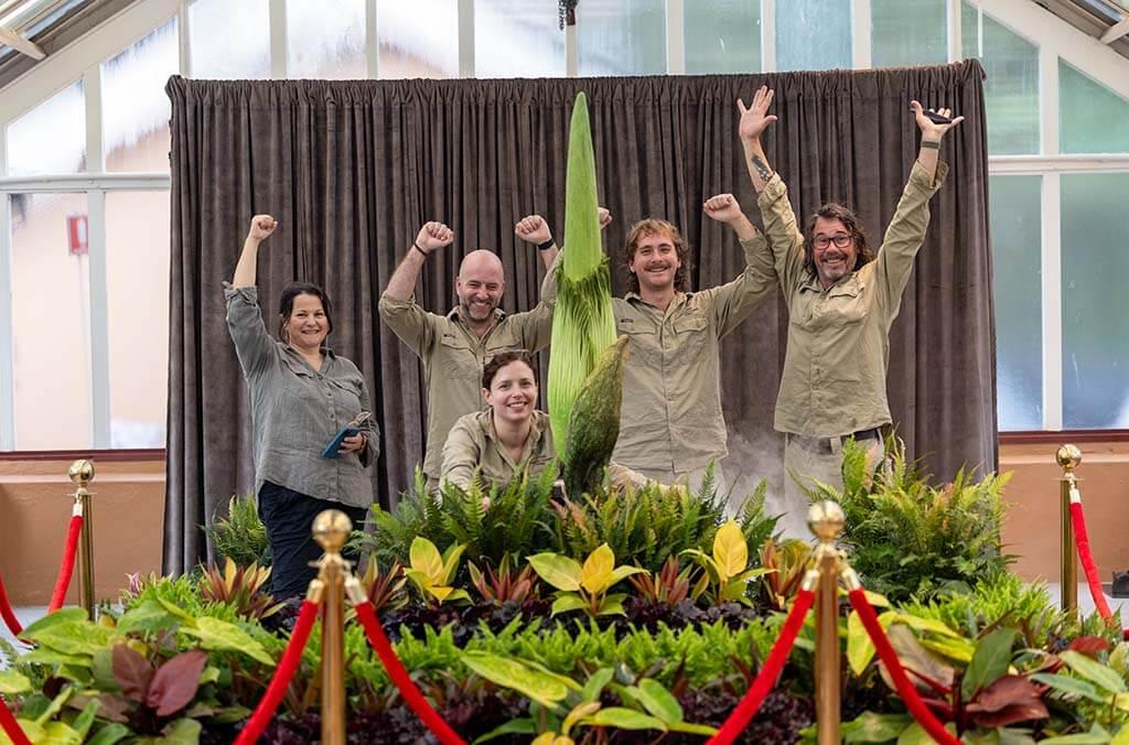 Corpse Flower with horts
