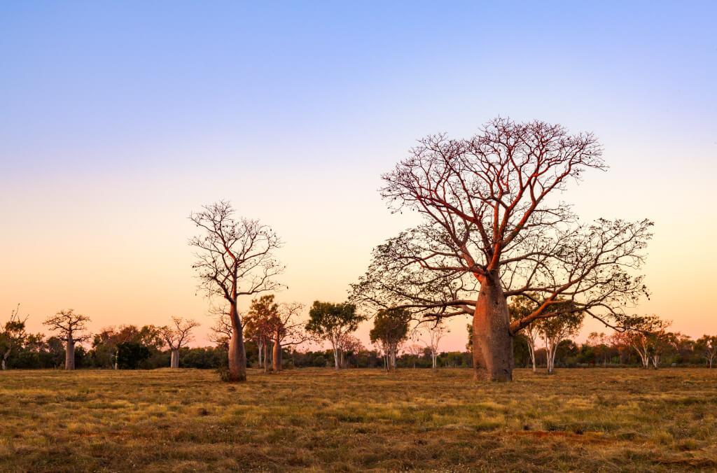 hort-Australian-Boab-Tree-WA-1024x676.JPEG
