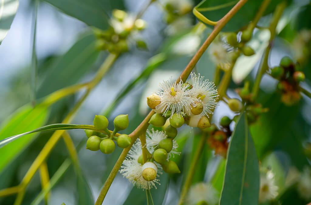 hort-Eucalyptus-globulus-Tasmanian-Blue-Gum-1024x676.jpg