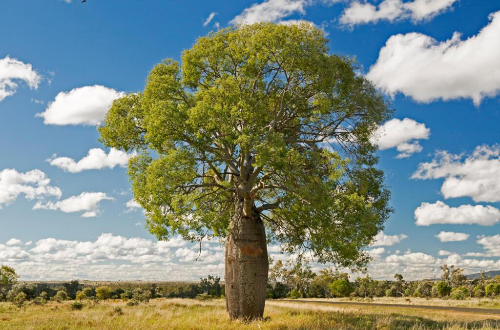 hort-QLD-Bottle-Tree-1024x676.jpg