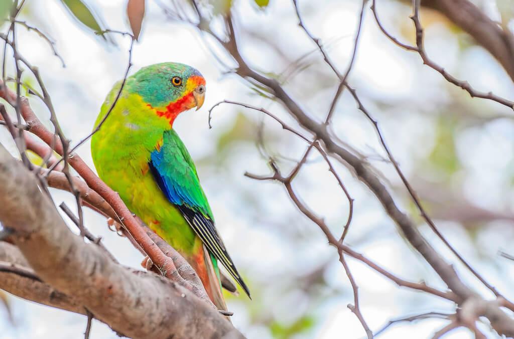 hort-Swift-Parrot-on-branch-1024x676.jpg