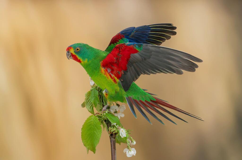 hort-Swift-Parrot-on-branch-wings-out-1024x676.jpg