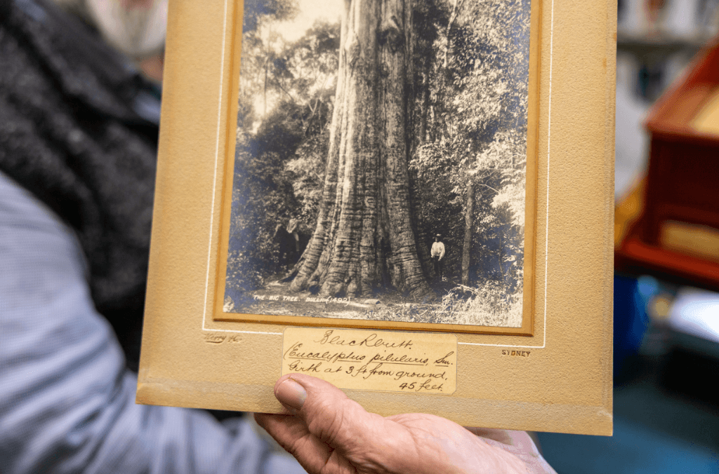 An image from the collection showing the scale of the forests