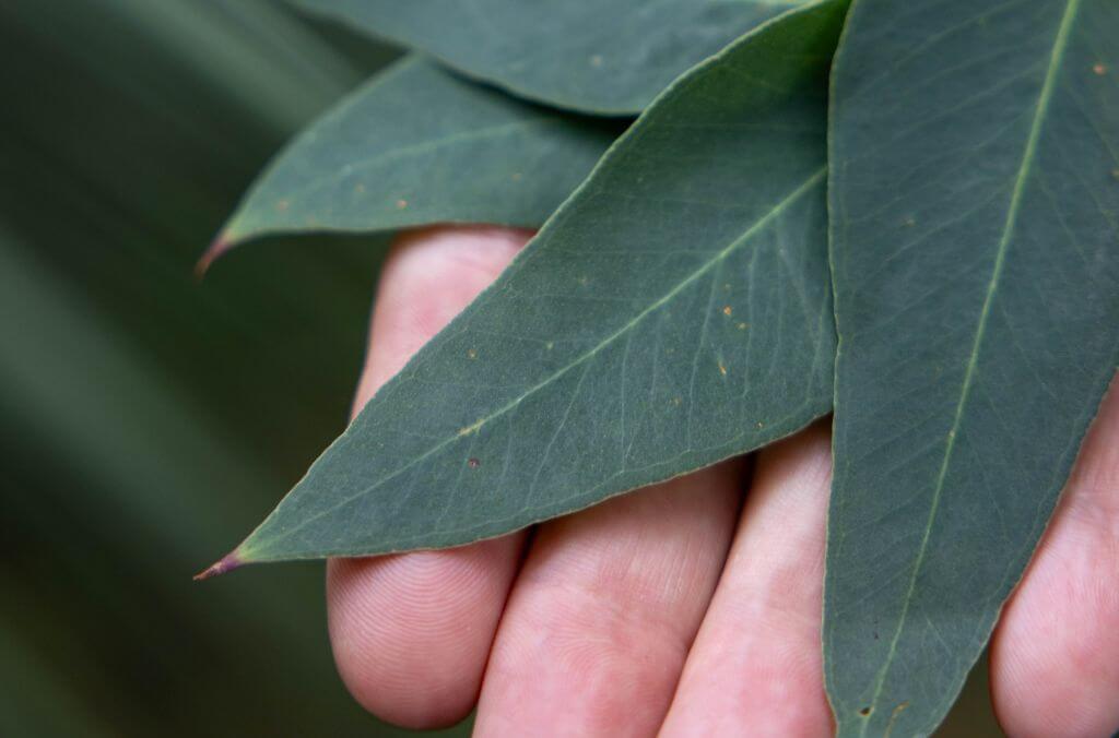 Peppermint Gum leaves can be used for making tea as well as for smoking ceremonies.