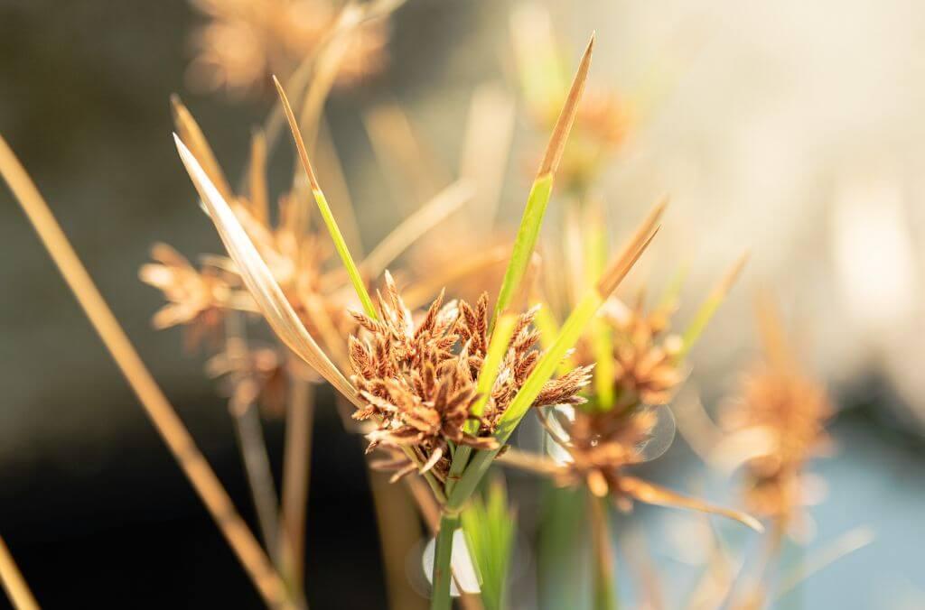 Kangaroo Grass. Native grasses were used by First Nations People to craft string and various products of daily life.