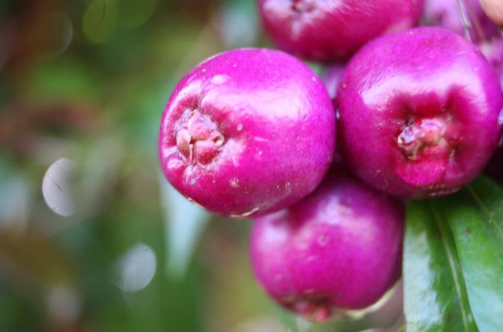 Lilly Pilly has edible berries, and were one of many plants vital to the survival of the Gadigal People and surrounding communities.