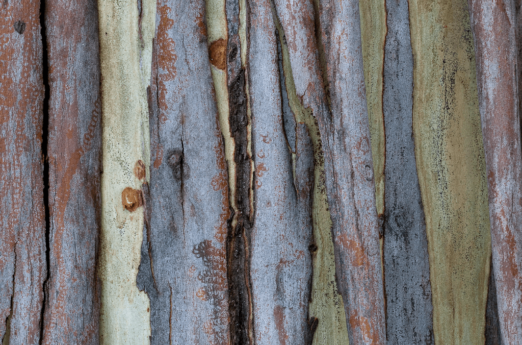 events-tree-day-Close up-Euc-tree-1024x676.png