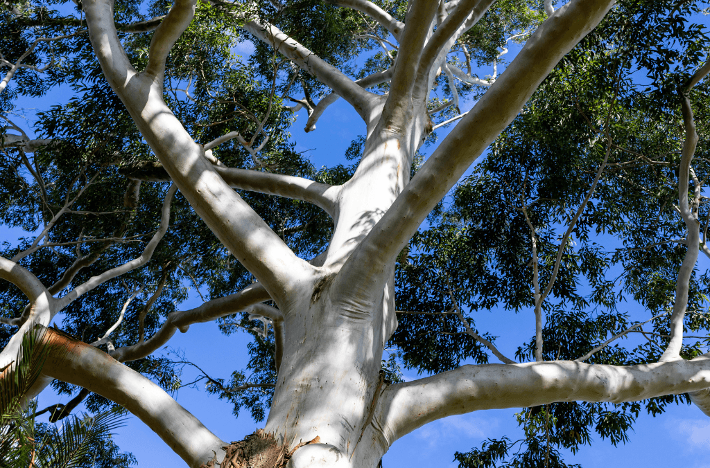 events-zine-euc-tree-1024x676.png