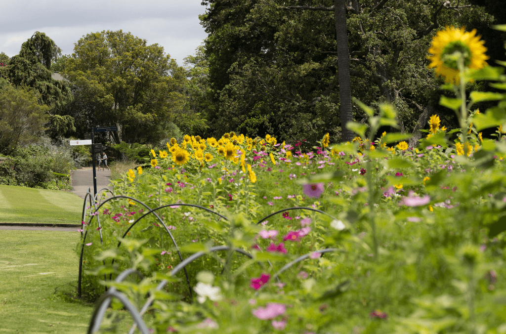 web-summer-meadow-2-1024x676.png