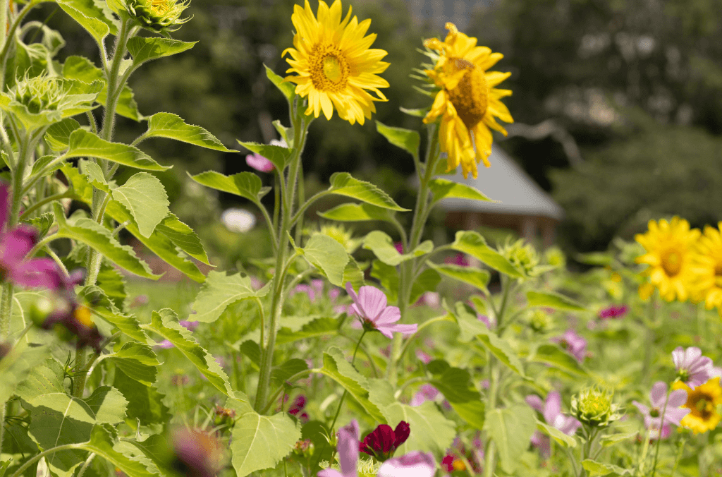 web-summer-meadow-3-1024x676.png
