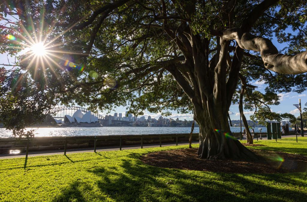 Harbour view lawn at the Royal Botanic Garden Sydney