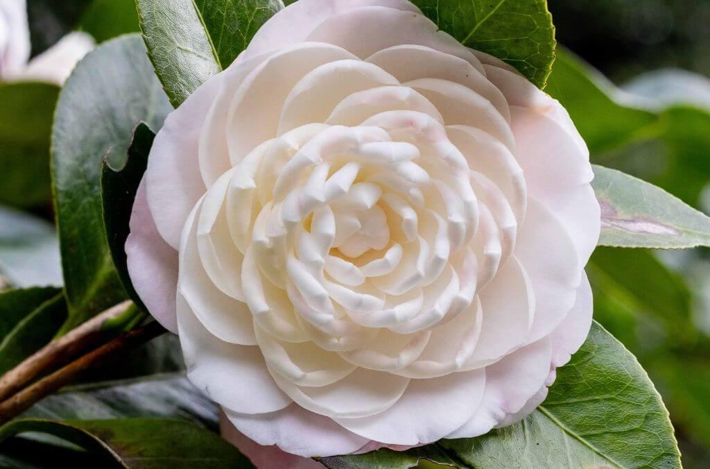 Camellia Queen Diana is a stunning camellia you can see close to Woolloomooloo Gate at Royal Botanic Garden.