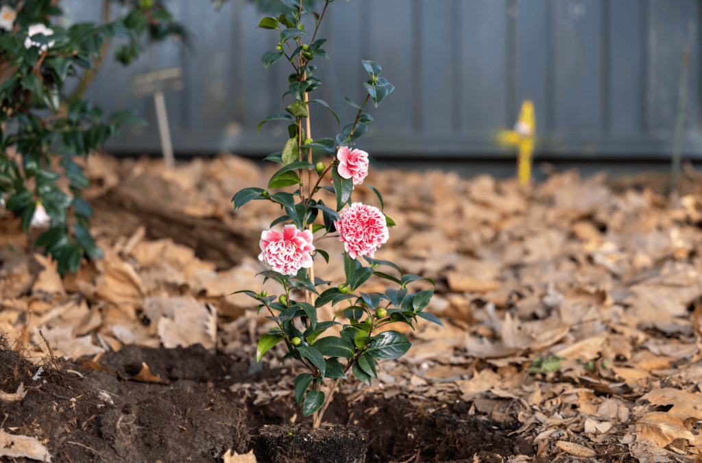 Pink camellia flower near a planting hole in the ground