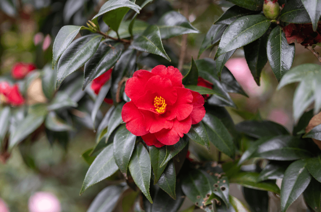 Red camellia