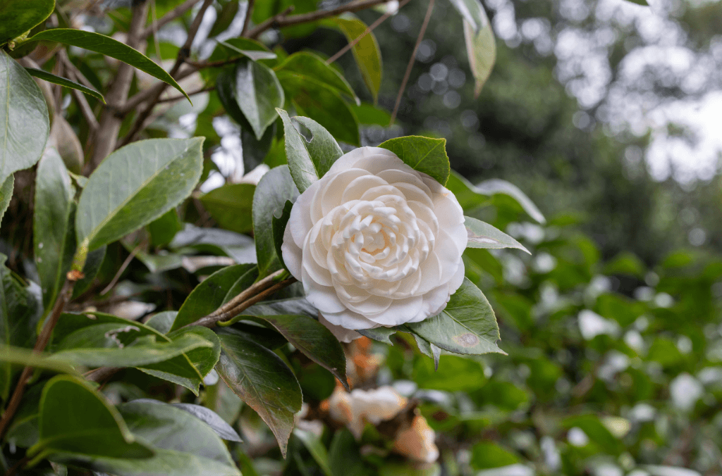White camellia