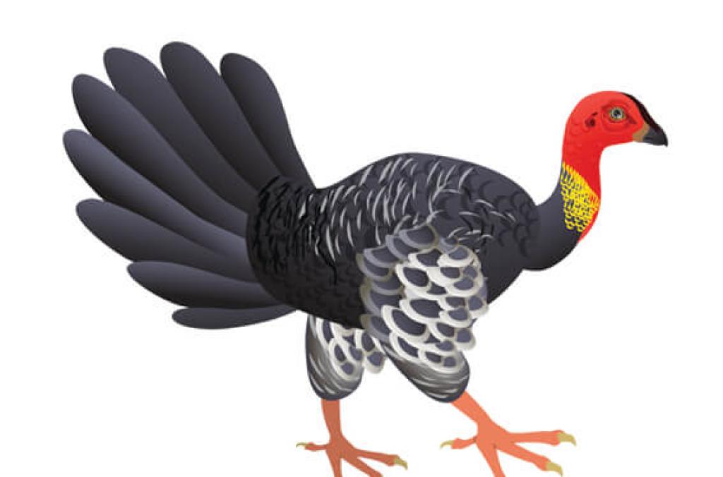 hort-brush-turkey-1024x676.jpg