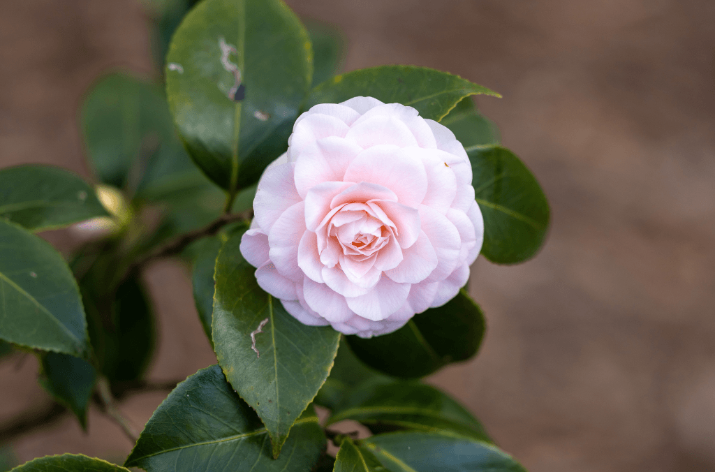 Camellia japonica 'Fen Chang'e Cai' aka Pink Goddess of the Moon