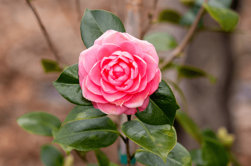 Camellia japonica 'Prince Frederick William'