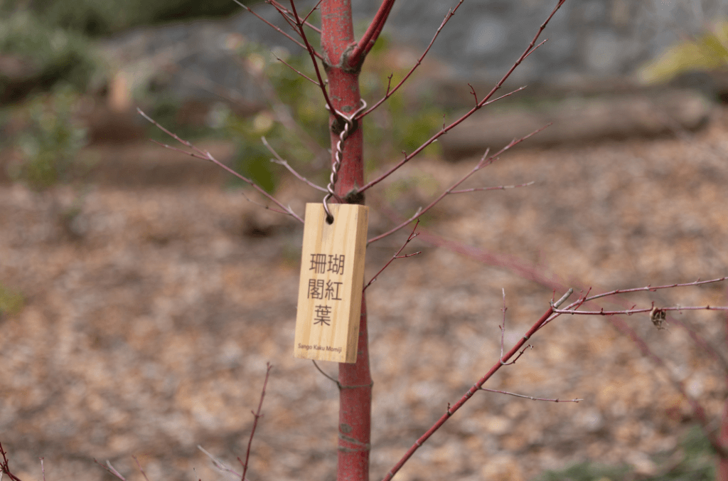 Fairy ring trees - Acer palmatum Sango Kaku Momji