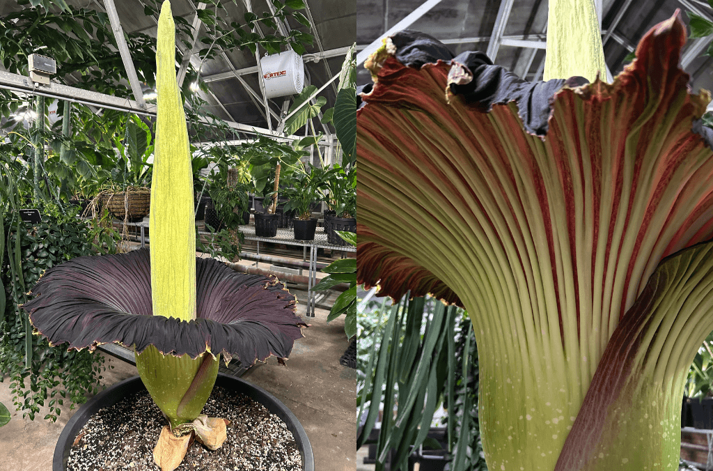 A pointy flower in a nursery