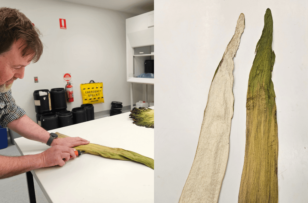 a man filleting a plant