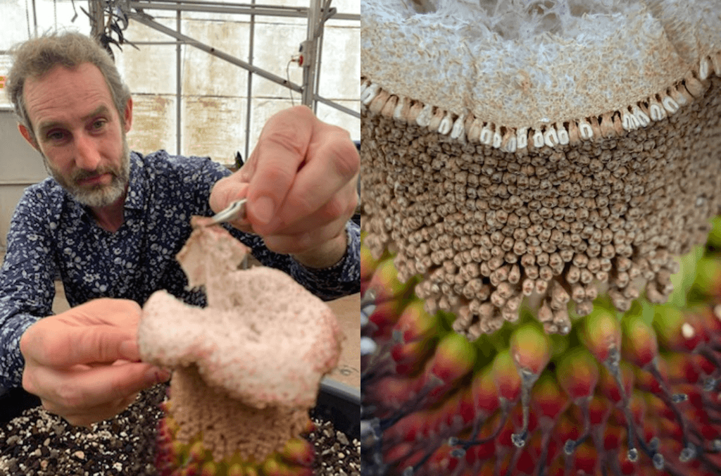 a man collecting pollen from a plant