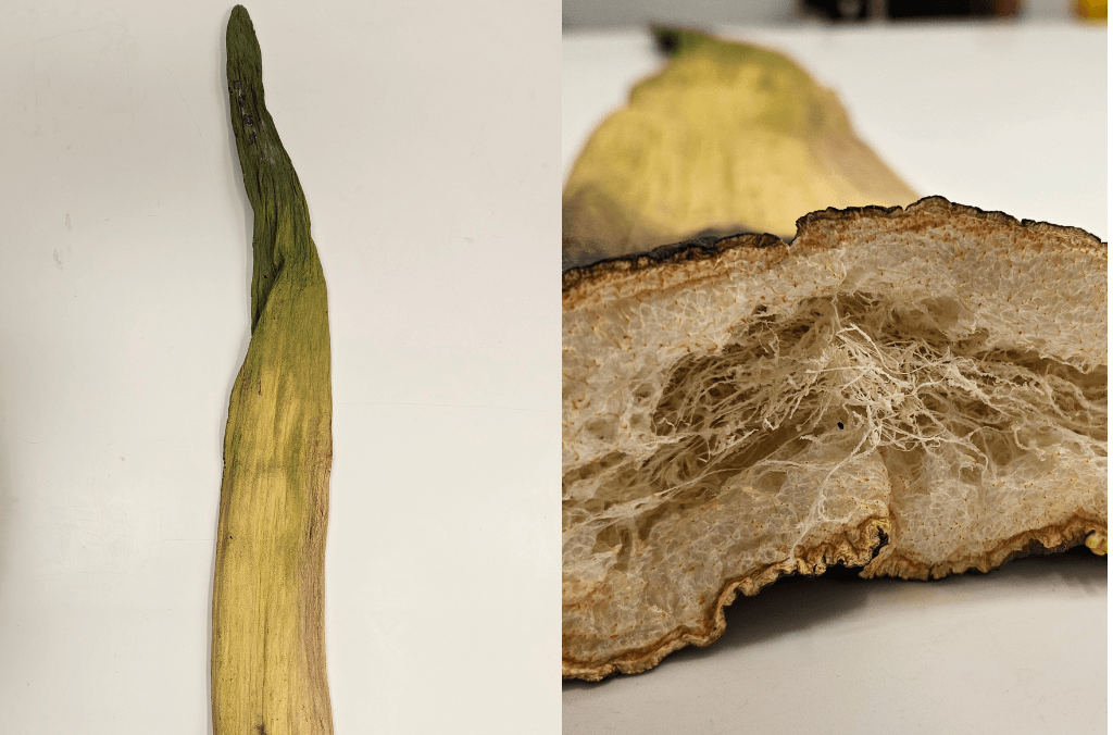 stinky spadix