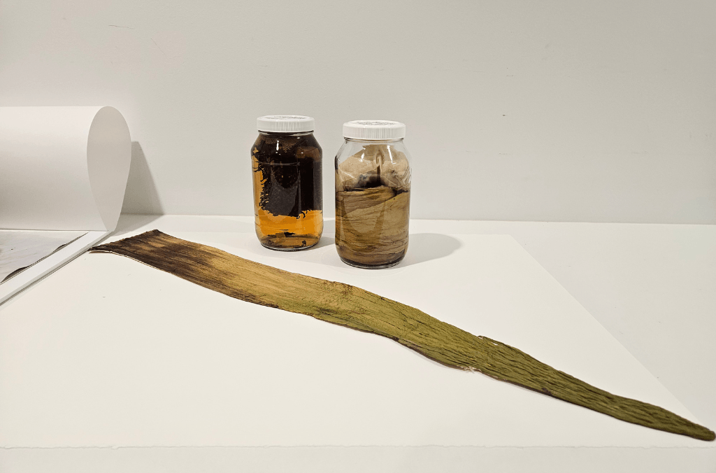 two jars and a plant specimen spike on paper 