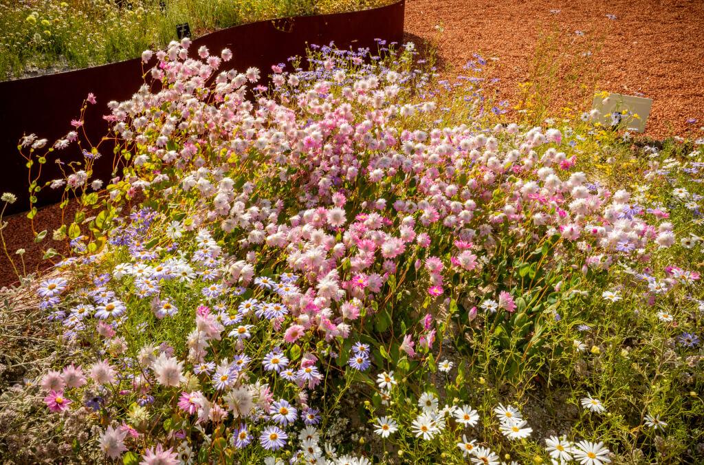 hort-arid-garden-flowers-1024x676.jpg